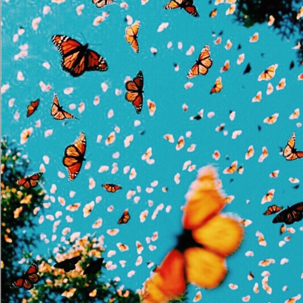 Meet your Posher, Julia